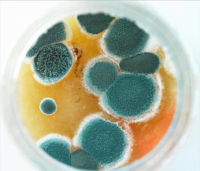 mold in a small lab dish