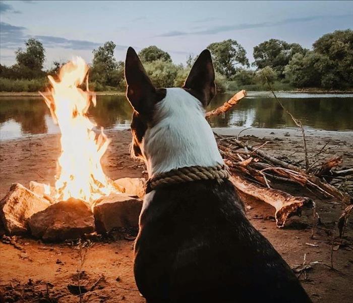Dog Looking at A Campfire